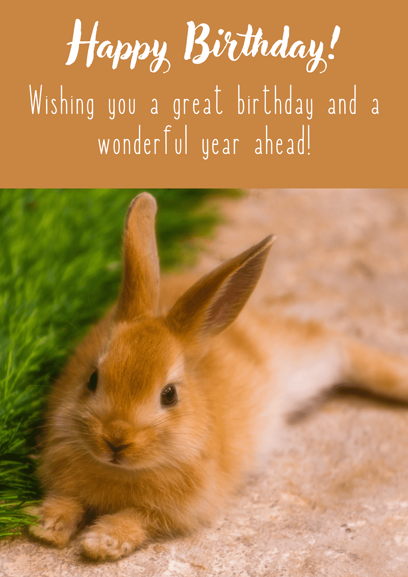 Birthday-Images-with-Wishes-Rabbit-029-Designed-by-WishesMoonzori